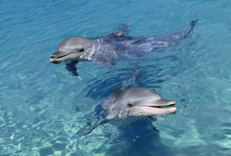 Seniorská akademie - Léčivá síla delfínů